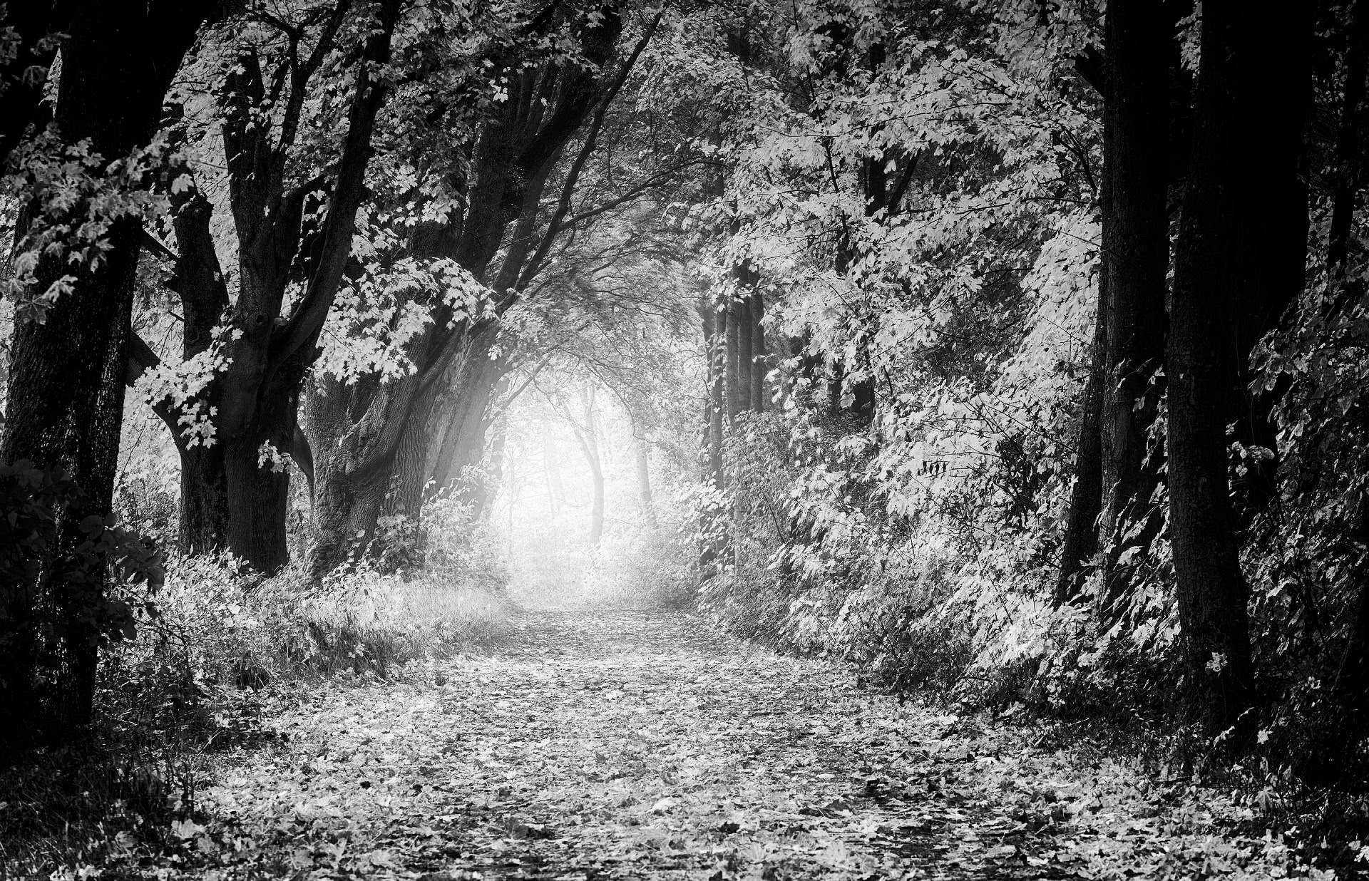 A nature walk through the stunning fall foliage can help you achieve the goal of 30 minutes of moderate exercise each day. (Pixabay photo)