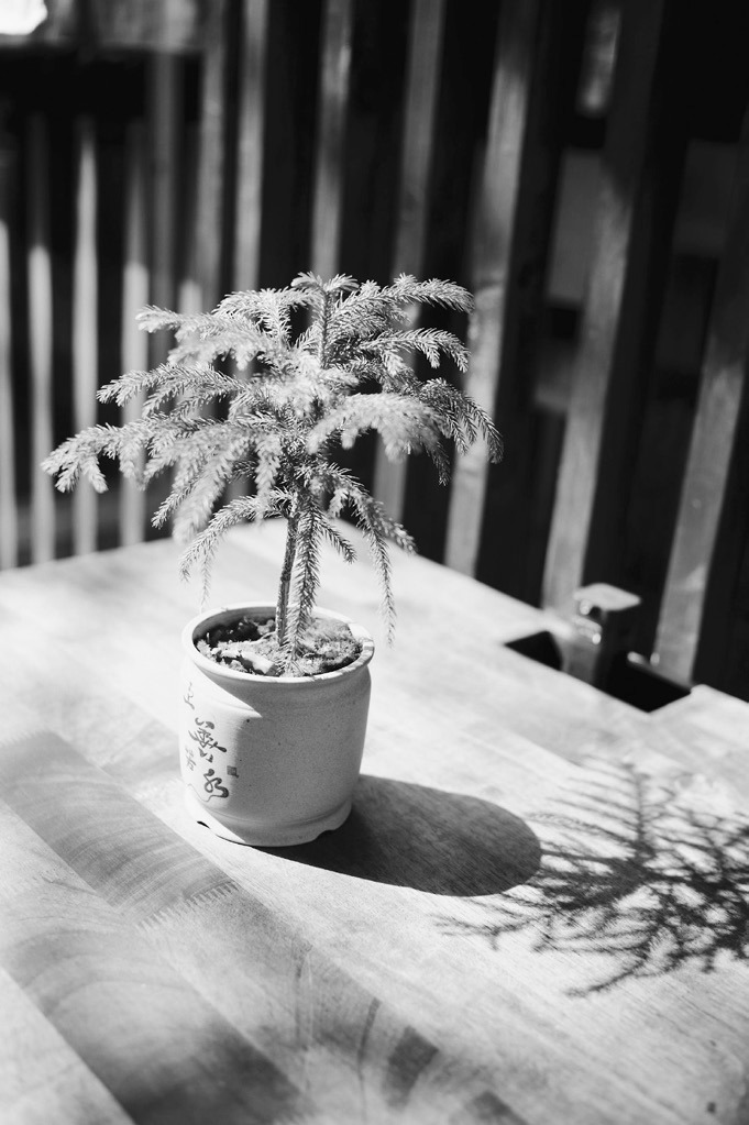 With proper care and occasional repotting, a Norfolk pine will last as a houseplant for many years. (Pexels photo)