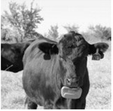 Virtual fencing systems use digital boundaries and GPS-enabled collars or ear tags to manage the movement of grazing animals. NDSU photo