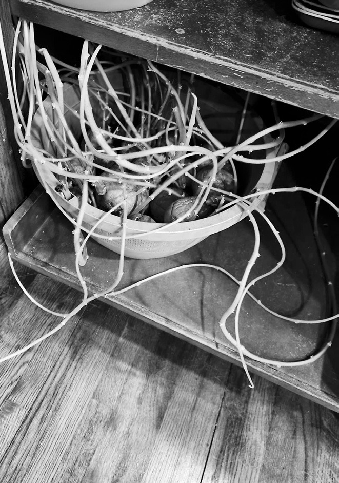 Letter from the Editor: Tentacle taters