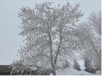 What a difference a few days can make. This is the same tree in Langdon with four days in between. Photo by Sarah Overby