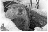 Phil sees his shadow, predicts six more weeks of winter