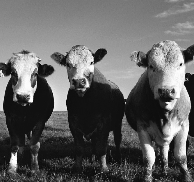 DAKOTA DATEBOOK: Threat to Cattle