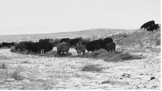 Forages should be viewed as a valued commodity and feedstuff, not just as a source of bulk in a total mixed ration. NDSU photo