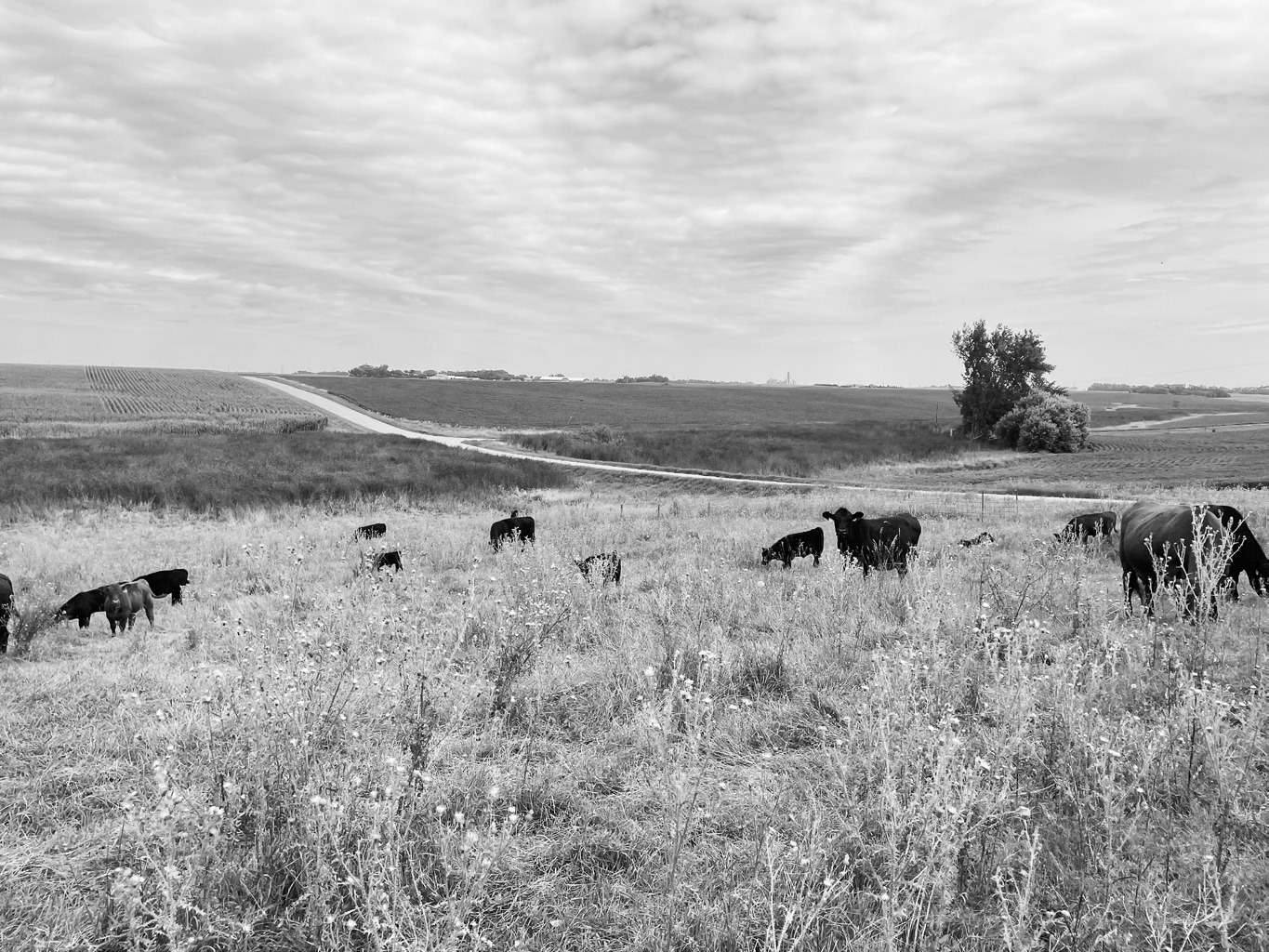 Cattle producers should contact their local veterinarian to determine the best response for their herd. (NDSU photo)