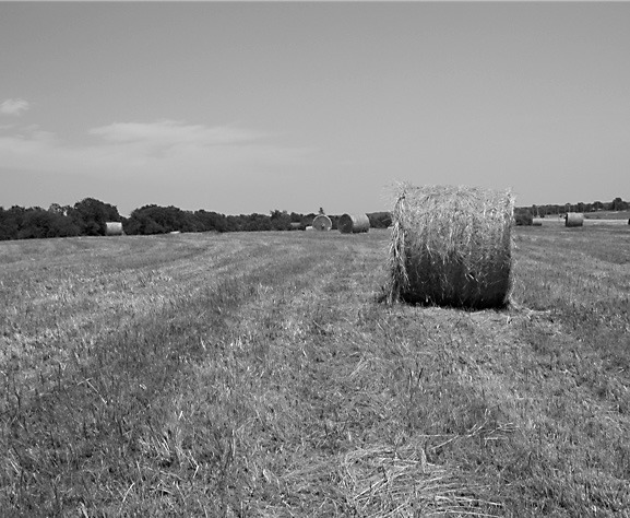 This year, due to good spring moisture, hay harvest was often delayed. This increased plant maturity and lowered nutrient content. (NDSU photo)