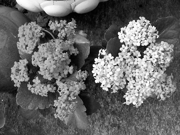 Kalanchoes require little maintenance, and they make great houseplants. (Pixabay photo)