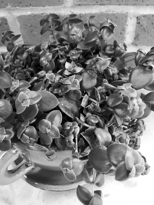 A popular choice for hanging baskets and container arrangements, Calico Kitten Crassula is a small, easy-to-grow succulent with heartshaped leaves that are variegated with pink, cream and green. (NDSU photo)