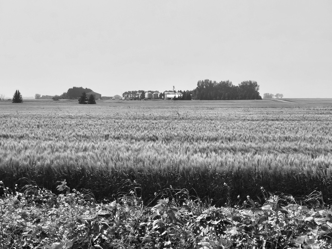 Wheat fields blow in the light breeze on the west side of Langdon. Photo by Nick Vorlage.
