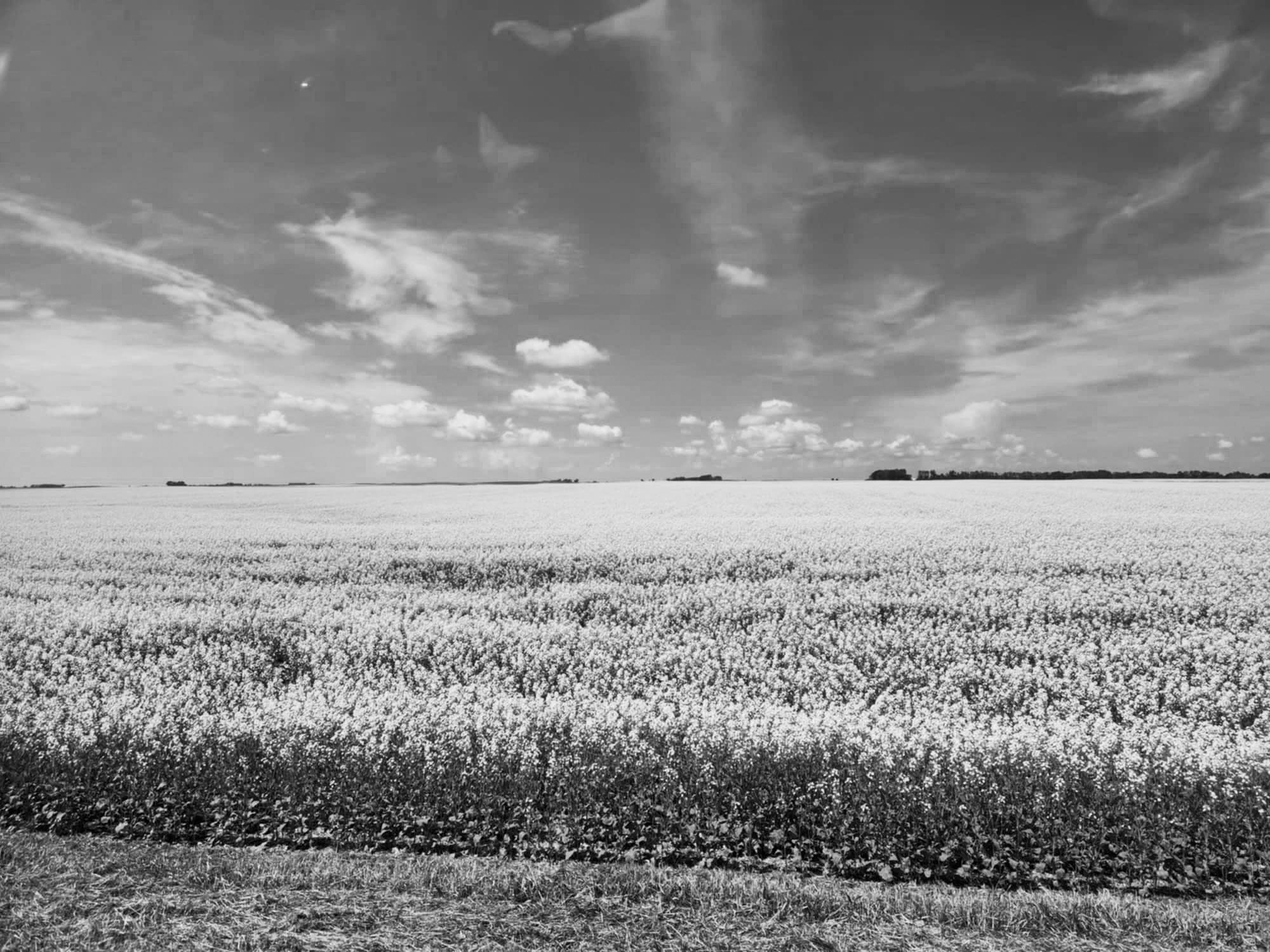 A canola field in full bloom north of Walhalla last week. Photo by Hilary Nowatzki.