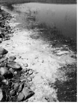 Cyanobacteria is often found in stagnant ponds or dugouts with elevated nutrient levels, forming large colonies that appear as scum. Photo courtesy of NDSU