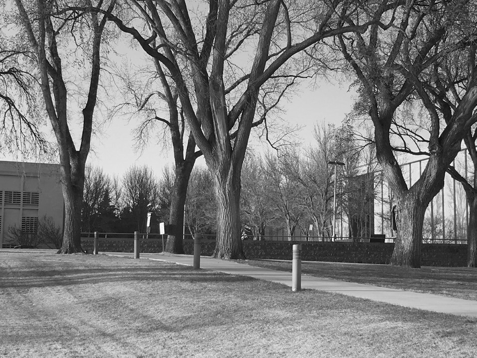 Large American elms at the North Dakota State Capitol in Bismarck. Were these planted in memory of World War I soldiers? (NDSU photo)