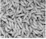 What you need to know about the flesh-eating New World screwworm