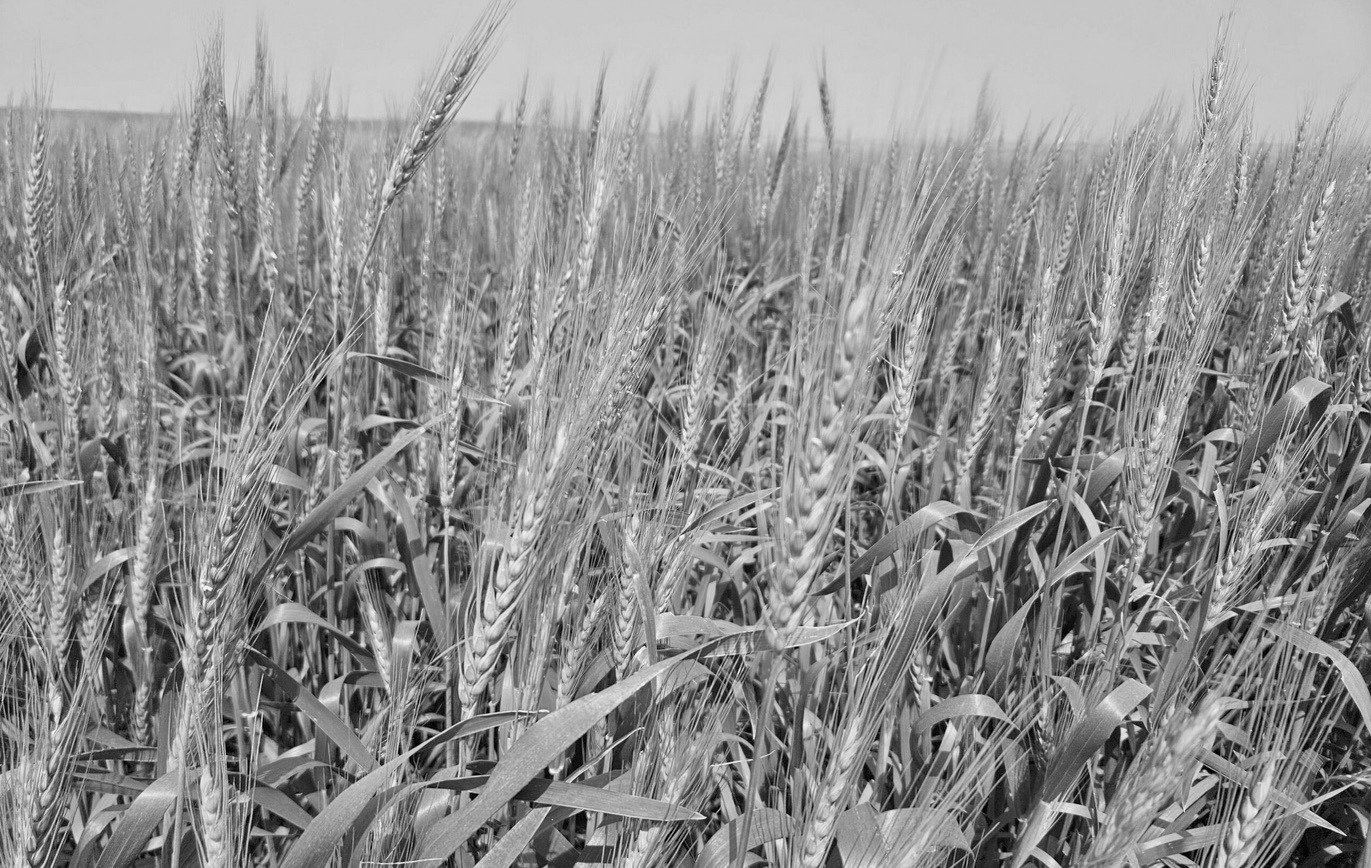 Wheat grows in a field in Burleigh County, North Dakota, on July 11, 2024. Photo by Jeff Beach/ North Dakota Monitor.