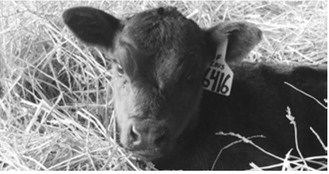 NDSU Extension’s 2026 Calving School set for Jan. 23