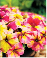 Shake Raspberry petunia is a new flower with the eye-catching colors of a raspberry milkshake swirled with lemon-lime sorbet. Photo by All-America Selections