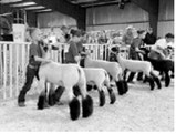 Livestock exhibitors must follow the North Dakota State Board of Animal Health regulations. (NDSU photo)