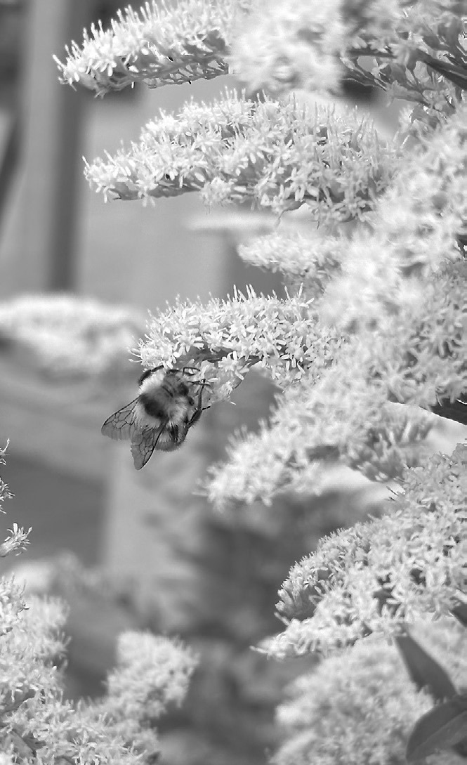 Dakota Gardener: Showy Goldenrod - a fall favorite