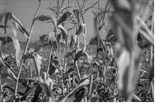 Corn and soybean associations study: Farmers would suffer from trade wars
