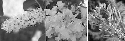 Tree reproduction is in full swing (left to right): chokecherry, northern catalpa and Meyer spruce. (NDSU photo)