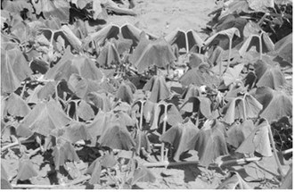 Extreme heat is causing cucumber vines to wilt. NDSU photo