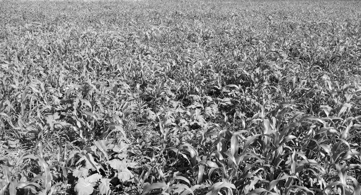 The field days will highlight the agronomic, economic and environmental benefits of cover cropping, along with cost-sharing opportunities for farmers and a tour of research plots. (NDSU photo)