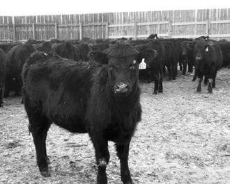 Calf performance will be measured during a feeding study at the NDSU Carrington Research Extension Center. (NDSU photo)