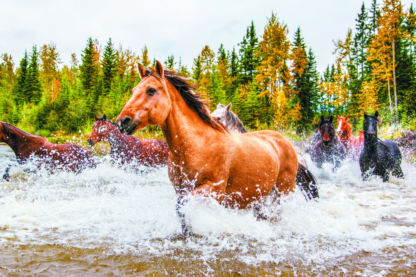The TRNP Wild Horses are STILL NOT safe!
