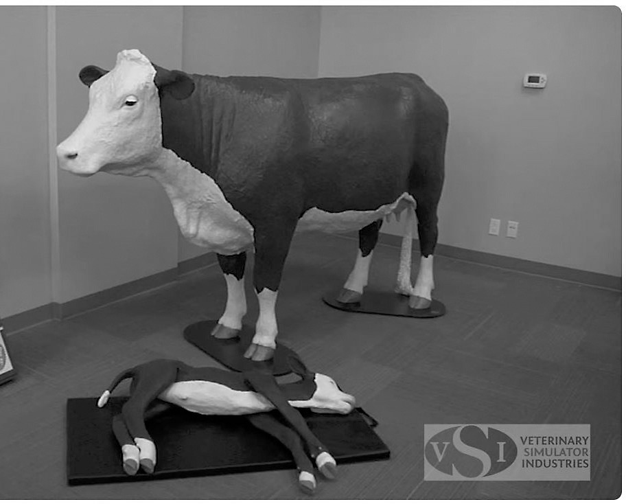 New this year, a cow and calf model will allow participants to practice assisting with abnormal deliveries. (NDSU photo)