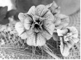 There are hundreds of petunia varieties to choose from. (Pixabay photo)