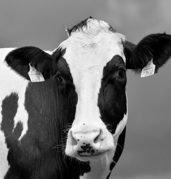 Dairy foods provide about half of the calcium and vitamin D consumed by Americans. (Pixabay photo)