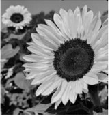 Young sunflower heads track the sun from east to west throughout the day through a movement called heliotropism. Pixabay photo