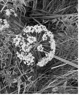 The reported locations of spotted water hemlock have been in wet and subirrigated meadows, along the edge of cattail sloughs, and adjacent roadside ditches, water drains and creek bottoms. (NDSU photo)