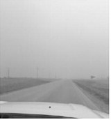 Dusty conditions can pose serious cattle health challenges if not identified early. (NDSU photo)
