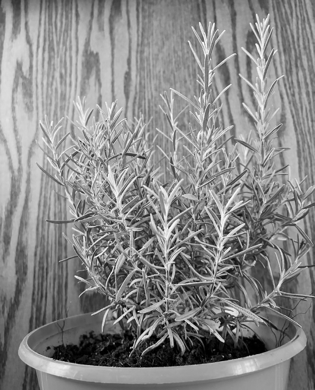 Rosemary has a pleasant taste, scent and appearance. (NDSU photo)