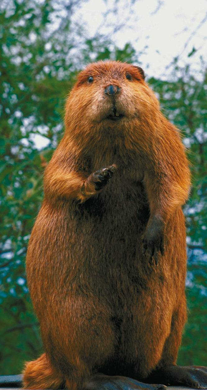 DAKOTA DATEBOOK: Beavers as Pets