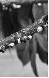 Cottony maple scale starts to grow in May as temperatures warm and become noticeable in mid-June. NDSU photo