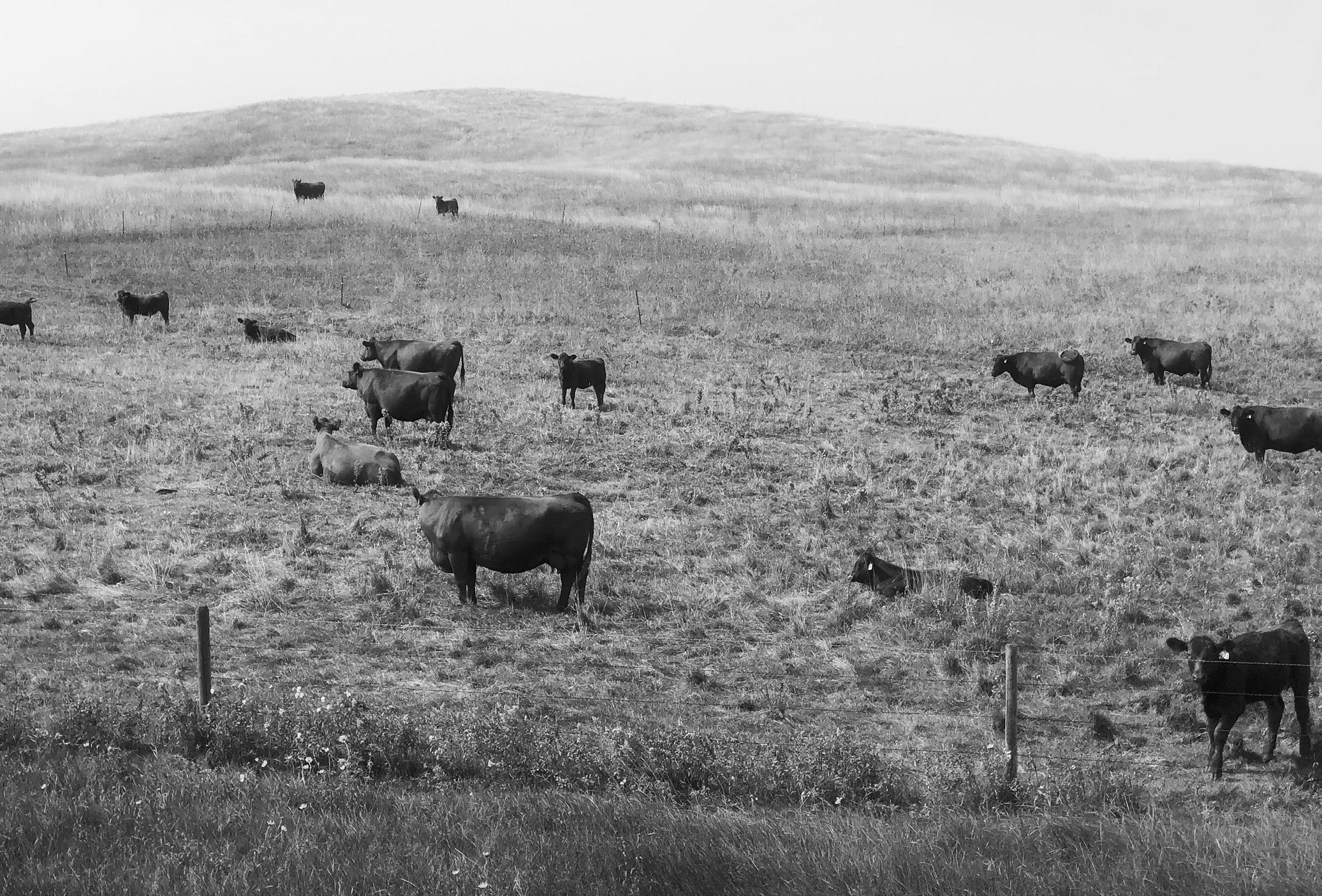 Grazing too early may reduce plant vigor, thin existing stands, lower total forage production, and increase disease, insect and weed infestations. (NDSU photo)