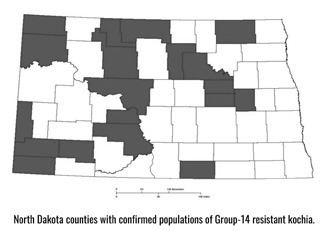 NDSU weed scientists first confirmed resistance to PPO-inhibiting (Group 14) herbicides in kochia in 2022. (NDSU photo)