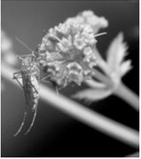 North Dakota is home to over 40 species of mosquito, including the ever-popular inland floodwater mosquito. Katja Schulz, Flickr