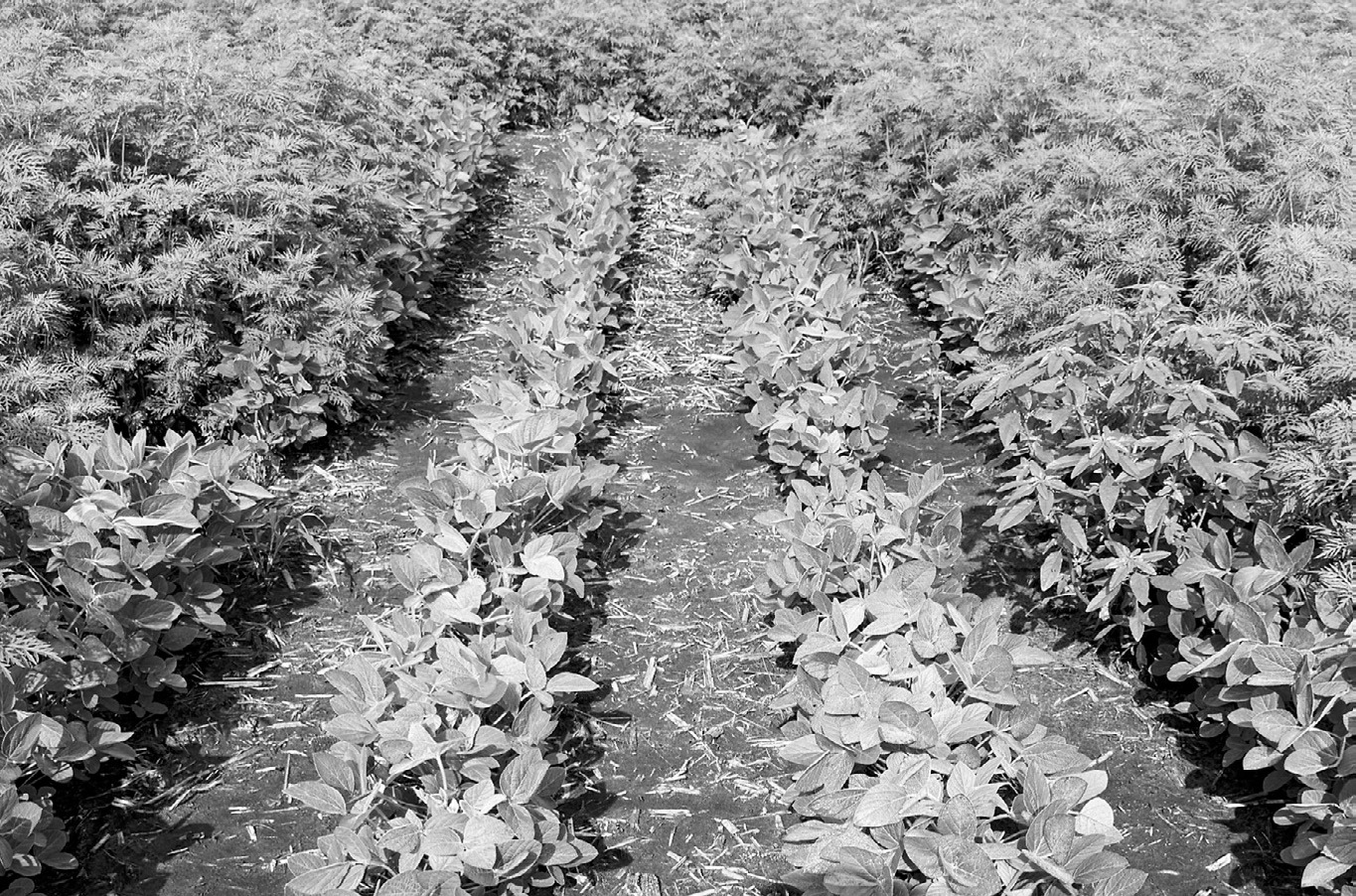 The Wild World of Weeds Workshop will provide updates on weed control and herbicide research conducted by NDSU faculty. (NDSU photo)