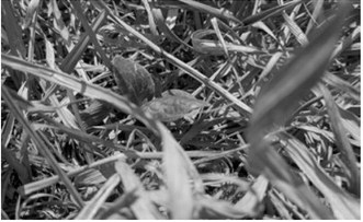 Cover Crop Summit set for April 2 with in-person and online options