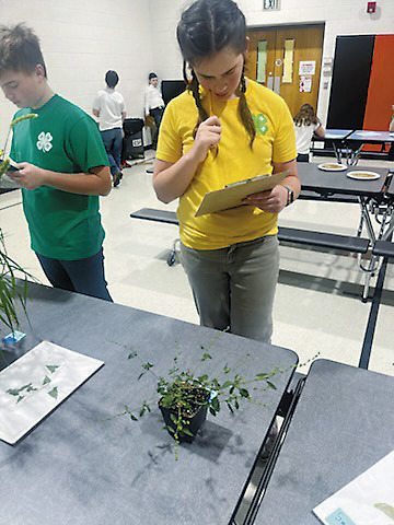 Naomi Stegman identifying live plants.