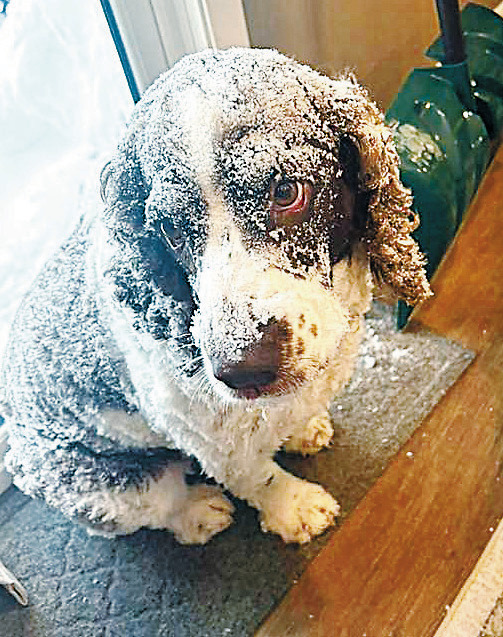 Even our furry friends like Pixie can get sick of the snow and cold. Photo courtesy of Sarah Overby.
