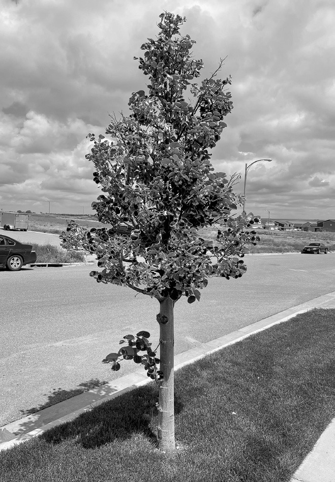 Located on a Williston, North Dakota, boulevard, this Silver linden tree is incredibly rare in North Dakota. (NDSU photo)