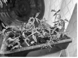 To keep seedlings and transplants healthy and prevent disease issues, use new potting soil or a seed-starting mix. NDSU photo