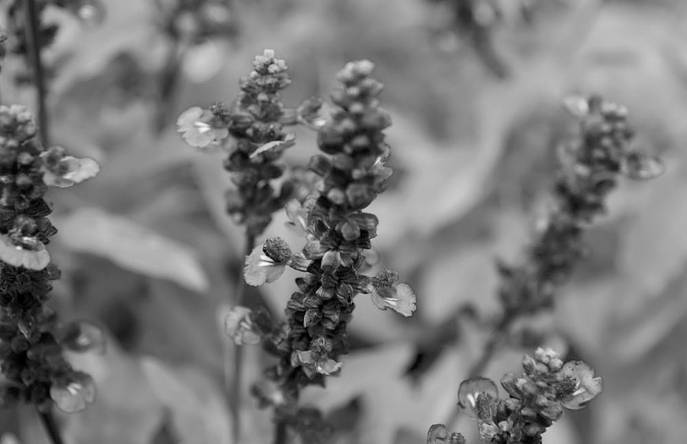 Depending on the species, salvia flower colors can range from blue, purple, pink and red to yellow and white.(Photo by David J. Stang, CC BY-SA 4.0, via Wikimedia Commons)