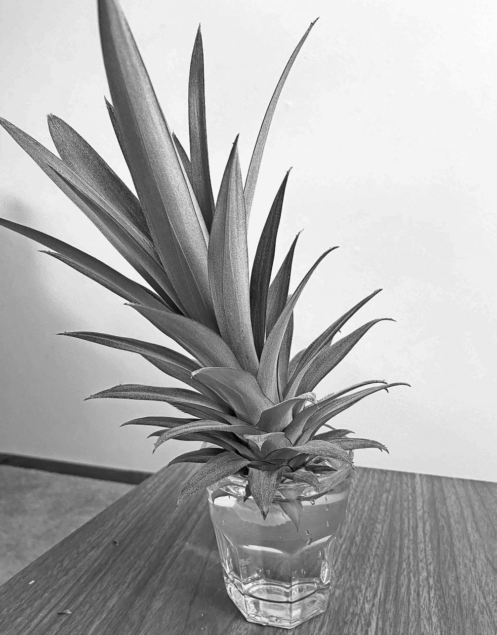 Preparing for operation “Second Generation Pineapple.”