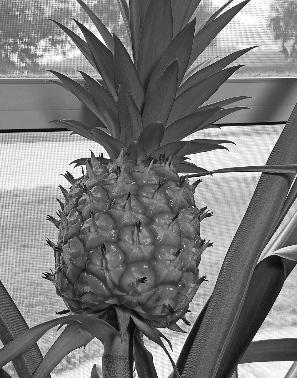 North Dakota, home-grown pineapple.