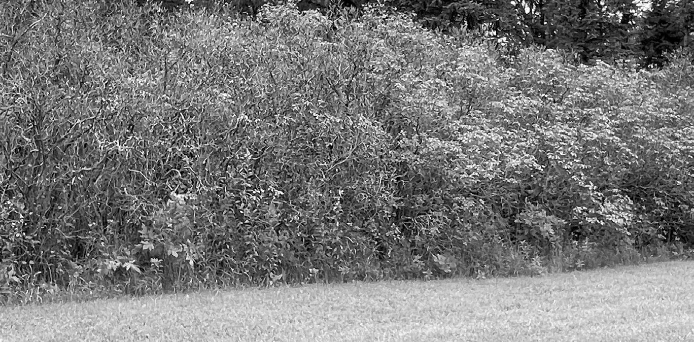 For the second year in a row, the lilacs in this shelterbelt have been hit hard by a fungal foliage disease called Pseudocercospora. (NDSU photo)
